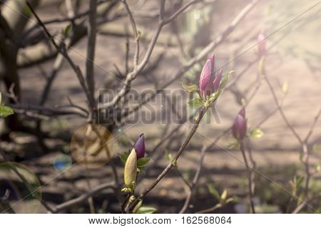 Blooming magnolia branch on a tree in the garden. Flowering magnolia tree densely covered with beautiful fresh pink flowers