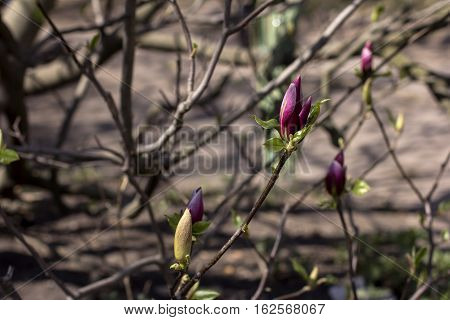 Blooming magnolia branch on a tree in the garden. Flowering magnolia tree densely covered with beautiful fresh pink flowers