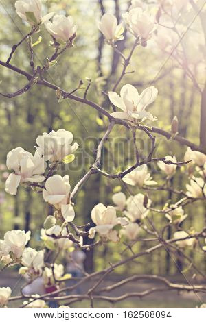 Blooming magnolia branch on a tree in the garden. Flowering magnolia tree densely covered with beautiful fresh white flowers