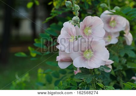Tender mallow (Malvaceae Alcea Rosea common hollyhock) flowers in a summer garden.