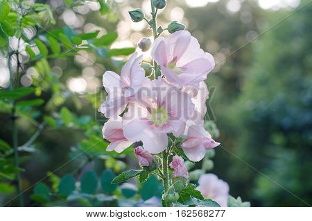 Tender mallow (Malvaceae Alcea Rosea common hollyhock) flowers in a summer garden.