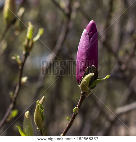 Blooming magnolia branch on a tree in the garden. Flowering magnolia tree densely covered with beautiful fresh pink flowers