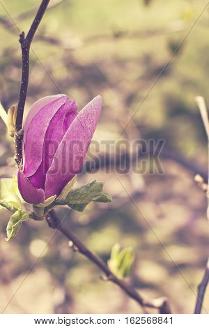 Blooming magnolia branch on a tree in the garden. Flowering magnolia tree densely covered with beautiful fresh pink flowers