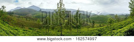 Panoramic view in Munnar in western Ghats Kerala Idukki district India