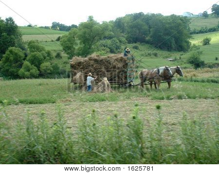 Bring In The Hay.