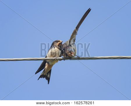 two little black birds swallows sitting on wires open beaks