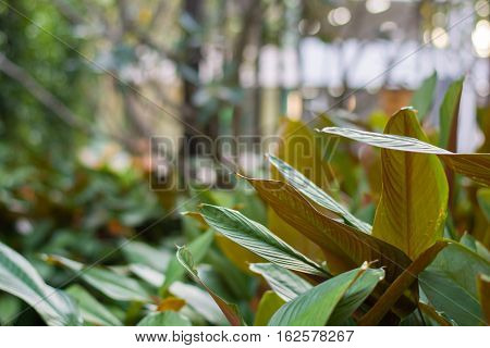 Plant beautiful backgroung in the garden
