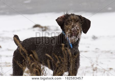 A German Wirehaired Pointer out in the snow pheasant hunting,