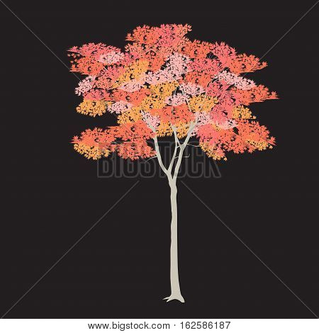 Maple With Red Leaves