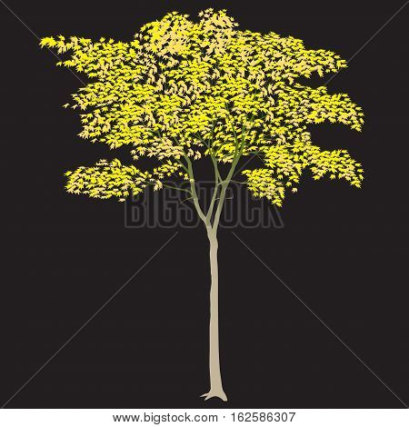 Maple With Yellow Leaves