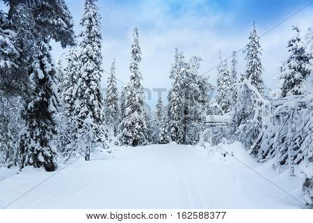 beautiful snowy forest landscape in Finland Lapland