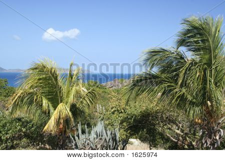 Caribien Palms