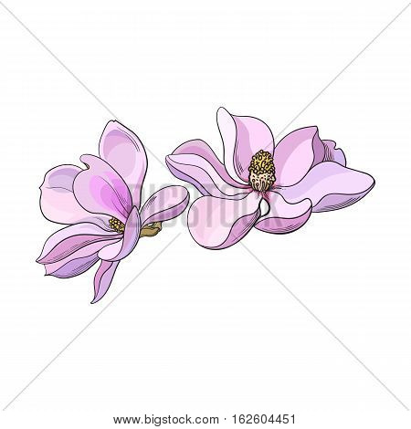 Two pink magnolia flowers, sketch style vector illustration isolated on white background. Colorful realistic hand drawing of magnolia blossoms, springtime flowers