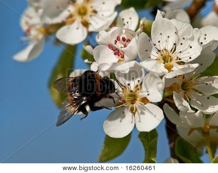 Bumble Bee sur la pomme Fruit fleur