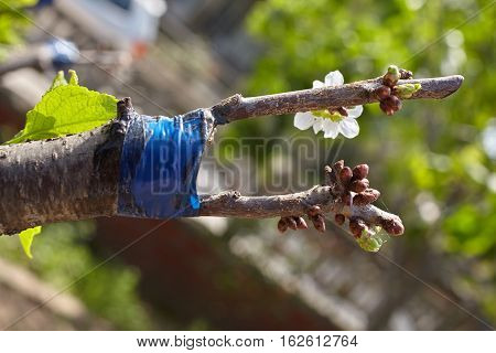 Grafted Tree