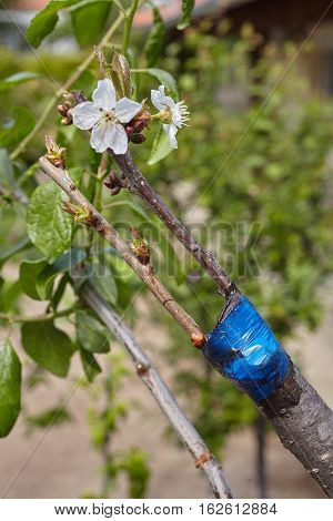 Grafted Tree