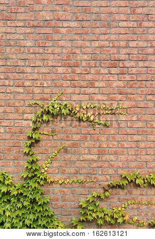Brick wall with green ivy climber background texture