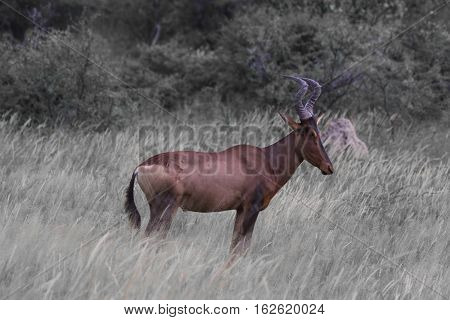 Kongoni Antelope Listening To The Sounds Of The Trees.