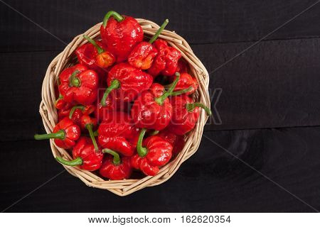 Red hot Trinidad moruga scorpion peppers in a basket on black background