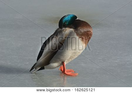 Mallard Duck drake resting with alert eye while standing on frozen icy winter lake