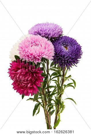 a bouquet of asters isolated on white background