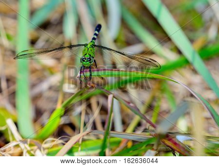 Eastern Pondhawk Dragonfly (Erythemis simplicicollis) on blade of grass. facing camera