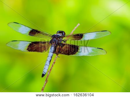 Widow Skimmer (Libellula luctuosa) view from back. Sun reflected off wings. Selective focus. blurred follage background