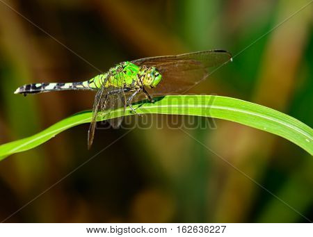 Eastern Pondhawk Dragonfly (Erythemis simplicicollis) on a blade of grass, wings spread in the sun.