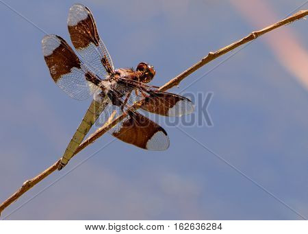 Widow Skimmer (Libellula luctuosa) view from back. Sun reflected off wings. Selective focus. blurred follage background