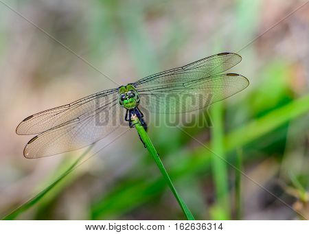 Eastern Pondhawk Dragonfly (Erythemis simplicicollis) Clinging to a stalk of grass