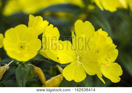 close-up blossoming yellow flowers of common evening-primrose
