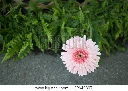 Beautiful pink flower gerbera close-up stock photo