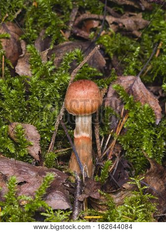 Webcap Cortinarius allutus poisonous mushroom in forest close-up selective focus shallow DOF
