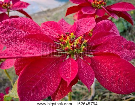 A close up view of a pointsettia.