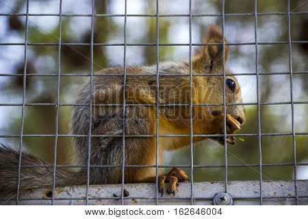 close-up red squirell (Sciurus vulgaris) eat the barberry