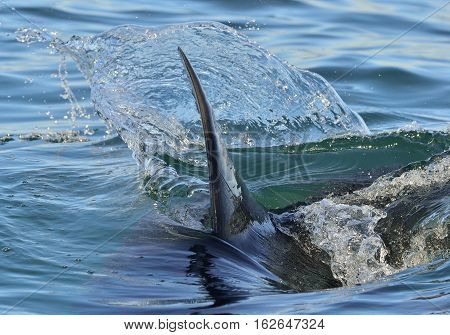 Closeup Fin Of A Great White Shark  The Dominican Gull And Black Backed Kelp Gull. False Bay, South