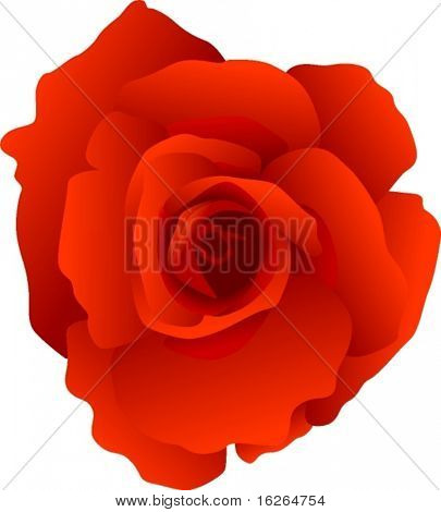 flor brilhante vermelho vetor