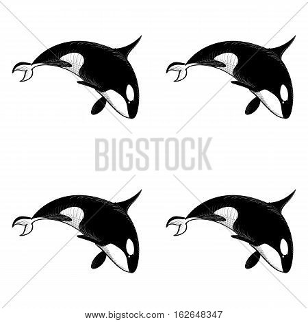 Grampus killer whale seamless pattern in doodle style on white background. Wild ocean animal wallpaper. Vector illustration for printing onto fabric.