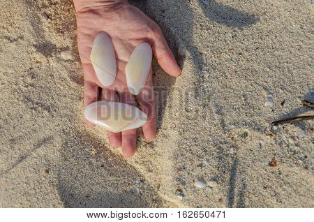 Holding White Big Shells In Handing In Aruba