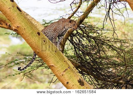 Leopard waiting prey. Ambush. On tree. Kenya