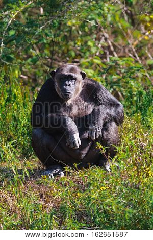 Portrait of chimpanzee. SweetWaters Park. Kenya, Africa