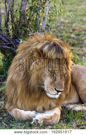 Lion. Asleep king of beasts. Masai Mara, Kenya