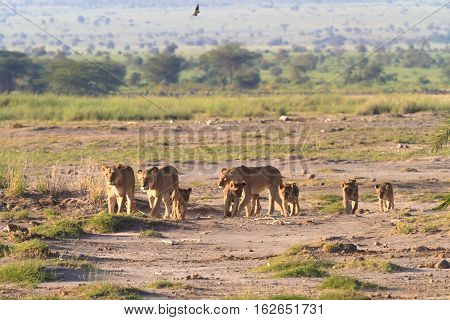 Lions family. Savannah with animals. Amboseli, Kenya