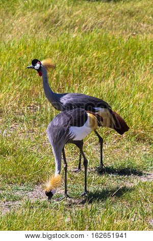 Сrowned crane. Two beatiful birds. Samburu, Kenya
