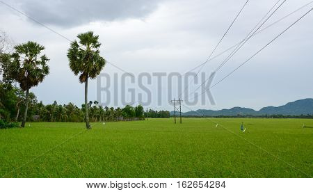 Landscape Of Countryside In Mekong Delta, Vietnam