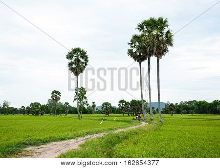 Landscape Of Countryside In Mekong Delta, Vietnam