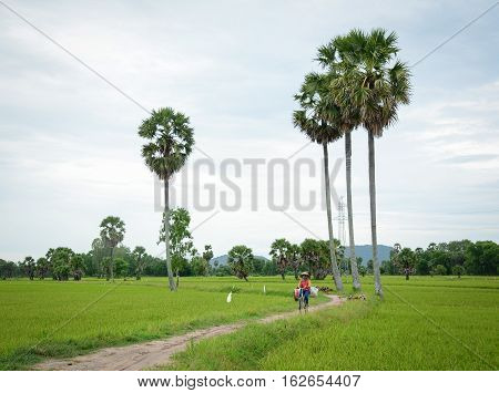 Landscape Of Countryside In Mekong Delta, Vietnam