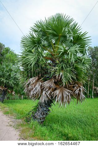Landscape Of Countryside In Mekong Delta, Vietnam