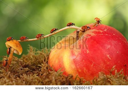 closeup many little ladybugs moves on a branch from mushroom to apple on green background to fly away. Animal humor. the concept of movement or migration