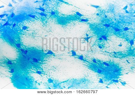 Cell Microscopic- Motor Neurous